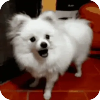 😱 a01dc25d 개, 흰색, 귀여운, 동물, 애완동물, 강아지 telegram sticker