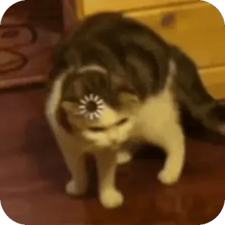 🥴 b4babf0b 고양이, 동물, 애완 동물, 로딩, 대기, 오류 telegram sticker