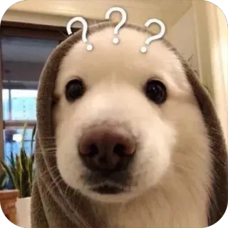 ❓ f2ea771d 개, 질문, 귀여운, 동물, 애완동물, 웃긴, 혼란스러운 telegram sticker