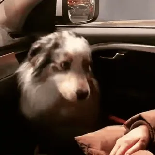 🐾 07596c95 cane, animale, animale domestico, auto, finestra, carino whatsapp sticker