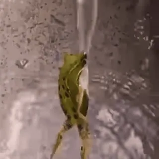 🐾 226e0176 rana, animale, acqua, anfibio, natura whatsapp sticker