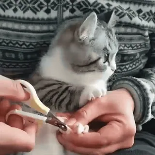 🐾 2df542c0 gatto, animale domestico, animale, toelettatura, unghie, taglio unghie, forbici, animale domestico whatsapp sticker