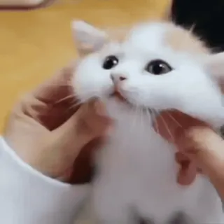 🐾 64e6de60 gatto, gattino, carino, animale domestico, animale, gatto domestico, mammifero whatsapp sticker