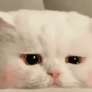 🐾 8bfd53f8 gatto, animale, bianco, carino, animale domestico, felino whatsapp sticker