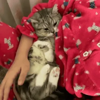 🐾 996c06f8 gatto, gattino, animale domestico, carino, animale, domestico, felino whatsapp sticker