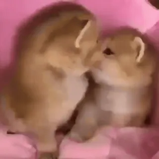 Animals 3 @cutemonsta telegram stickers