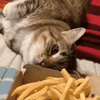 🐾 a2ba1b3b gatto, patatine fritte, cibo, animale, carino, animale domestico, snack whatsapp sticker