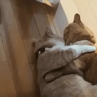 🐾 b979f1cf gatti, animali, animali domestici, carino, coccolosi, affettuoso whatsapp sticker