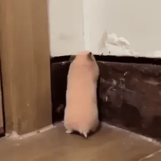 🐾 d1667006 criceto, animale, animale domestico, roditore, divertente, carino whatsapp sticker