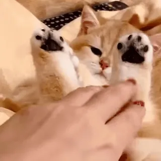 🐾 d54d01da gatto, animale domestico, animale, gatto domestico, carino, zampa whatsapp sticker