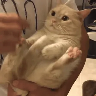 🐾 ebd6bdf6 gatto, animale domestico, animale, gatto domestico, carino, felino whatsapp sticker