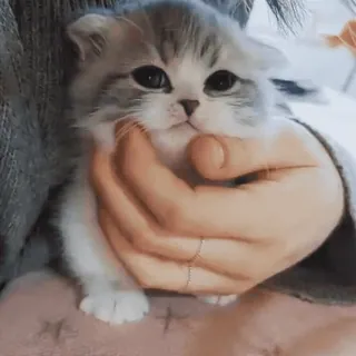 🐾 ff74c621 gattino, gatto, carino, animale, animale domestico, domestico, Scottish Fold, piccolo whatsapp sticker