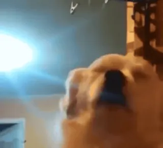 🎶 570cb685 Hund, Basketball, Spielen, Tier telegram sticker