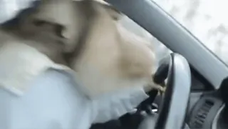 🎶 805a843f Hund, Autofahren, Lenkrad, Auto, Fahrzeug, Straße telegram sticker