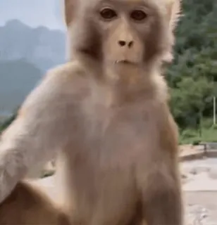 😡 eb1ec20d Affe, Tier, Säugetier, Natur telegram sticker