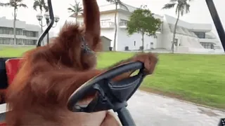 🛺 ffc1cdb8 Orang-Utan, Affe, Fahren, Tier, Golfwagen, Lustig telegram sticker