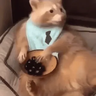 🐾 01978e4e rakun, bisnis, lucu, hewan, meme whatsapp sticker