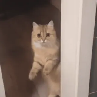 🐾 1286e681 kucing, imut, hewan peliharaan, hewan, kucing domestik, berdiri whatsapp sticker