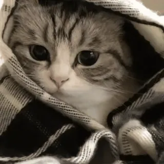 🐾 43c06707 kucing, hewan, imut, hewan peliharaan, selimut whatsapp sticker