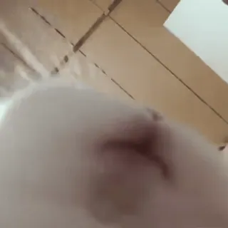 🐾 4b937a3a whatsapp sticker