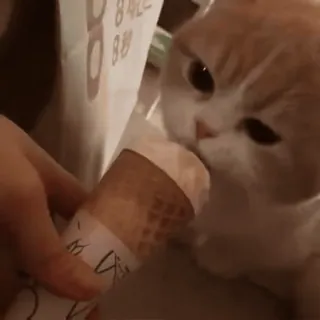 🐾 67567616 kucing, es krim, hewan peliharaan, hewan, makanan whatsapp sticker