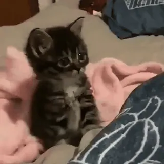 🐾 6f07faf4 kucing, anak kucing, lucu, binatang, hewan peliharaan, kecil, duduk whatsapp sticker