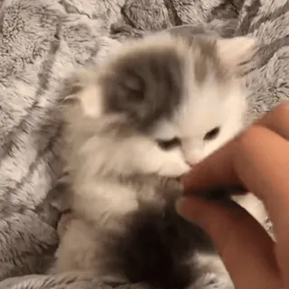 🐾 8a549e3f anak kucing, kucing, imut, hewan, binatang peliharaan, berbulu whatsapp sticker