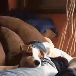 🐾 8c6f06fb anjing, hewan peliharaan, binatang, imut, hewan peliharaan, santai, tidur whatsapp sticker