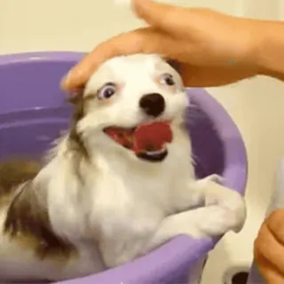 🐾 a994504d anjing, hewan peliharaan, hewan, mandi, senang, lucu whatsapp sticker