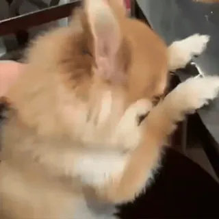 🐾 b88d225f anjing, jari tengah, gestur, menyinggung whatsapp sticker