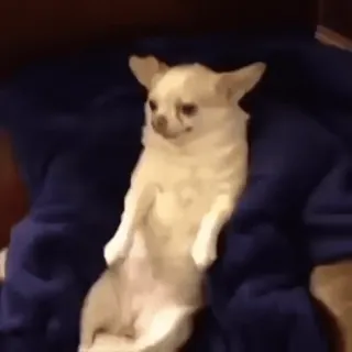 🐾 bfb0bf55 chihuahua, anjing, hewan, peliharaan, imut whatsapp sticker