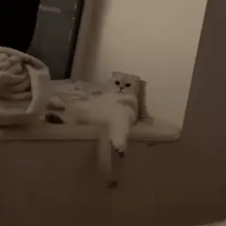 🐾 c64a15aa kucing, hewan, jendela, hewan peliharaan, kucing domestik whatsapp sticker