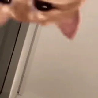 🐾 c6e5e6be kucing, binatang, meme whatsapp sticker