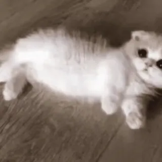 🐾 caddc817 kucing, anak kucing, hewan, peliharaan, lucu whatsapp sticker