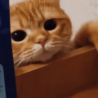 🐾 d7d98995 kucing, hewan, imut, anak kucing, hewan peliharaan whatsapp sticker