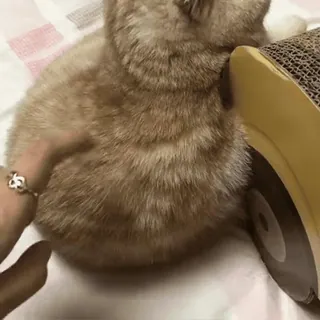 🐾 ededd58e kucing, hewan peliharaan, hewan, hewan peliharaan whatsapp sticker