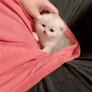 🐾 ef889cdf anak kucing, kucing, lucu, hewan peliharaan, hewan, kecil whatsapp sticker