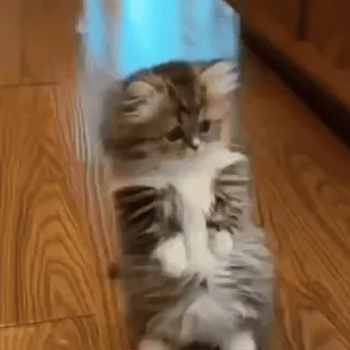 🐾 f1ba3eb9 kucing, kantong plastik, anak kucing, hewan peliharaan, binatang whatsapp sticker