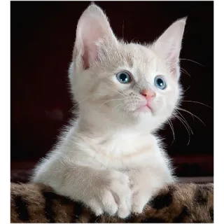 🙄 30474c96 gato, gatito, animal, mascota, lindo, animal doméstico telegram sticker