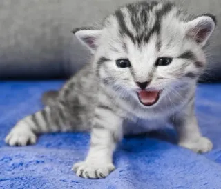 🐯 34331e1e gatito, gato, animal, mascota, lindo, gato bebé, felino telegram sticker