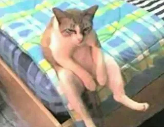 😡 4007a8c2 gato, animal, mascota, gracioso, sentado, felino, gato doméstico telegram sticker