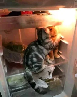 💏 4b5737b9 gatos, nevera, comida, animales, animales domésticos telegram sticker