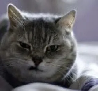 🤨 54ce73c0 gato, animal, gato doméstico, felino, mascota, mamífero telegram sticker