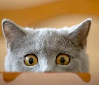 😶 7f91ef35 gato, gatito, gato gris, animal, mascota, espiando, escondido telegram sticker