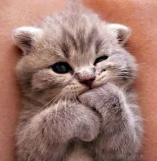 😉 a1237b51 gatito, lindo, gato, adorable, mascota, animal, esponjoso telegram sticker