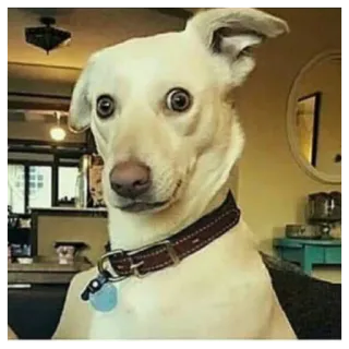 🤨 e6106abd perro, mascota, animal, divertido, mono, retrato telegram sticker