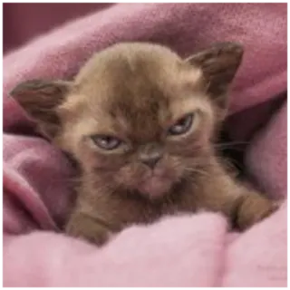 😠 e71f8262 gato, gatito, animal, lindo, mascota, felino telegram sticker