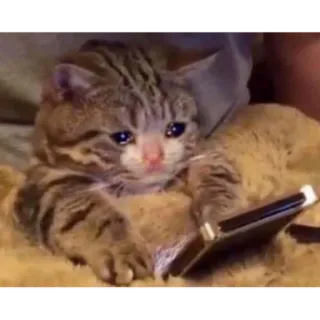 🥺 f09839c7 gato, llorando, triste, teléfono, meme, animal telegram sticker