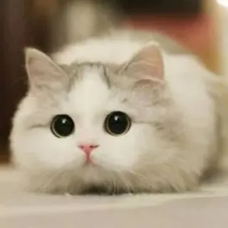 😶 f95f785d gato, animal, gatito, lindo, mascota, felino, mamífero telegram sticker