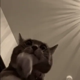 🌟 028773bf Katze, Tier, Haustier, lustig, Haustier telegram sticker